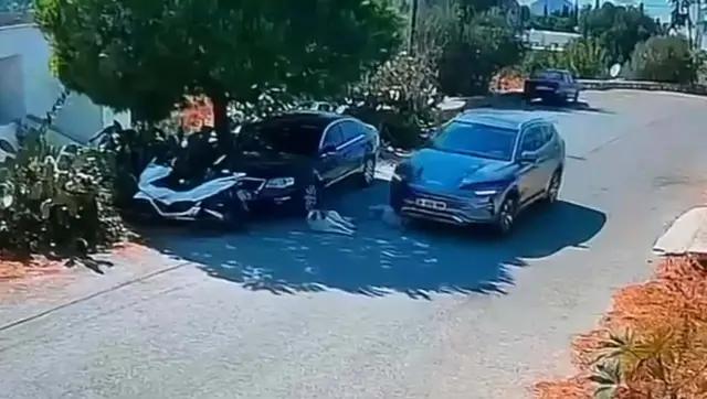 В Бодруме начато расследование против водителя, сбившего двух собак и скрывшегося