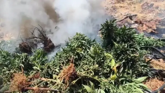 217,608 cannabis and skunk roots destroyed in Diyarbakır