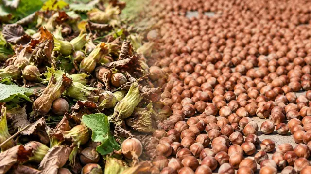جدل حول فارق السعر بين شراء مؤسسة المنتجات الزراعية والسوق الحرة للبندق